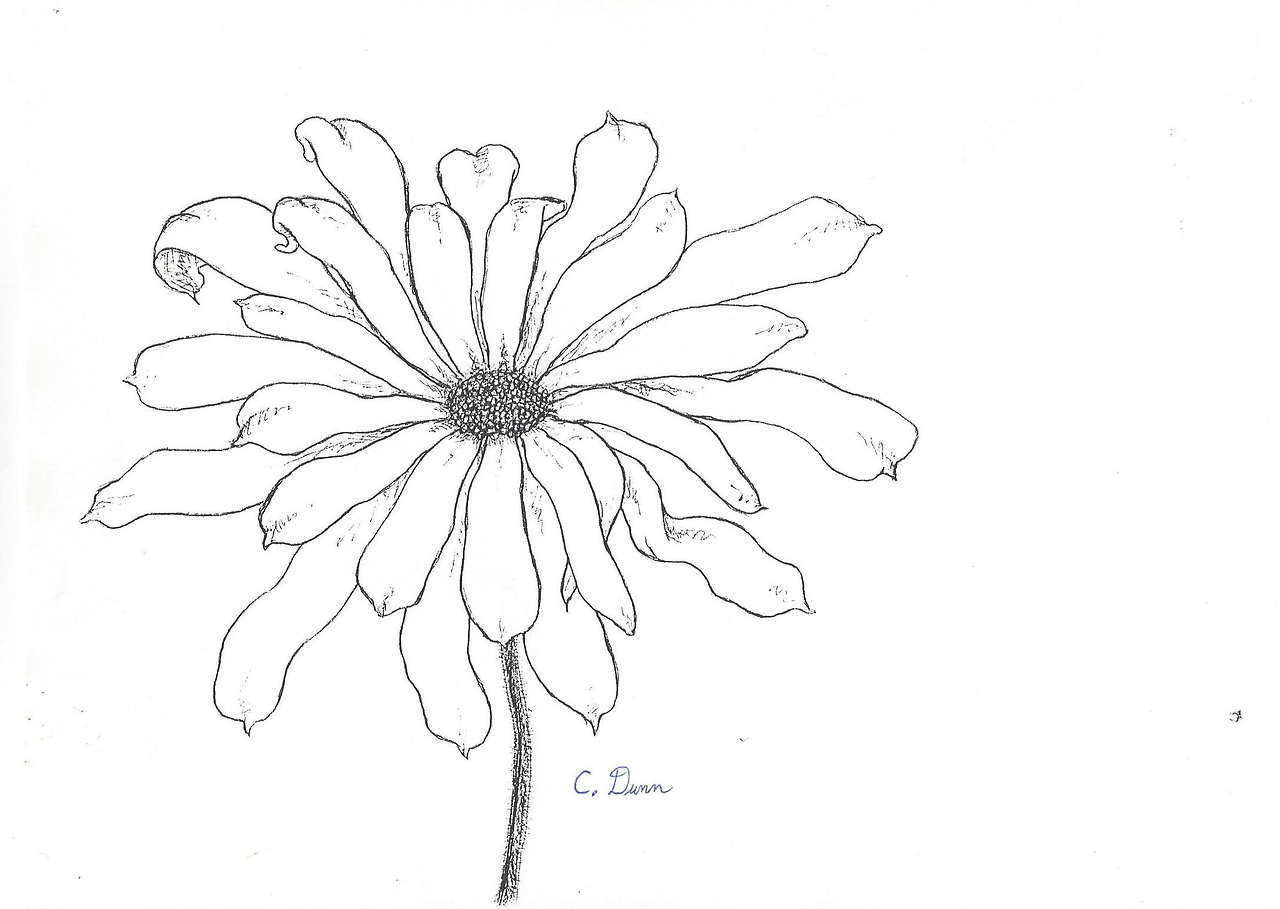 Transparent Flower Drawing Tumblr